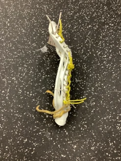 Used Nike LUNAR Womens Lacrosse Head White